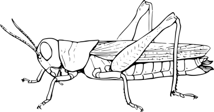 Black and White Grasshopper Illustration