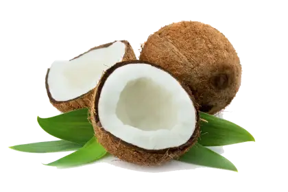 Fresh Coconut Halves for Tropical Essence