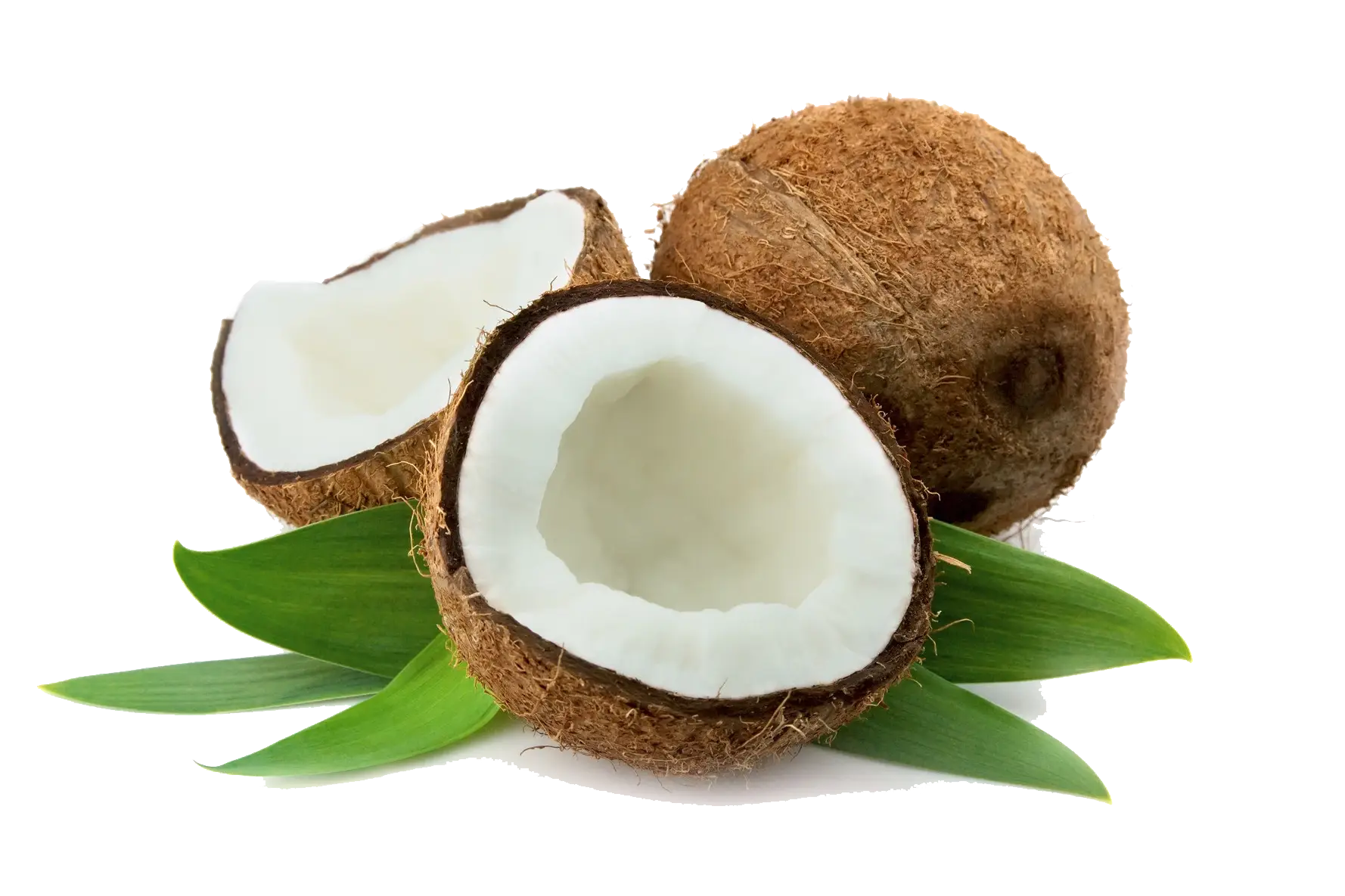 Fresh Coconut Halves for Tropical Essence