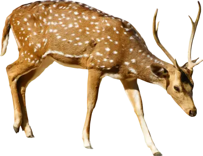 Spotted Deer with Antlers