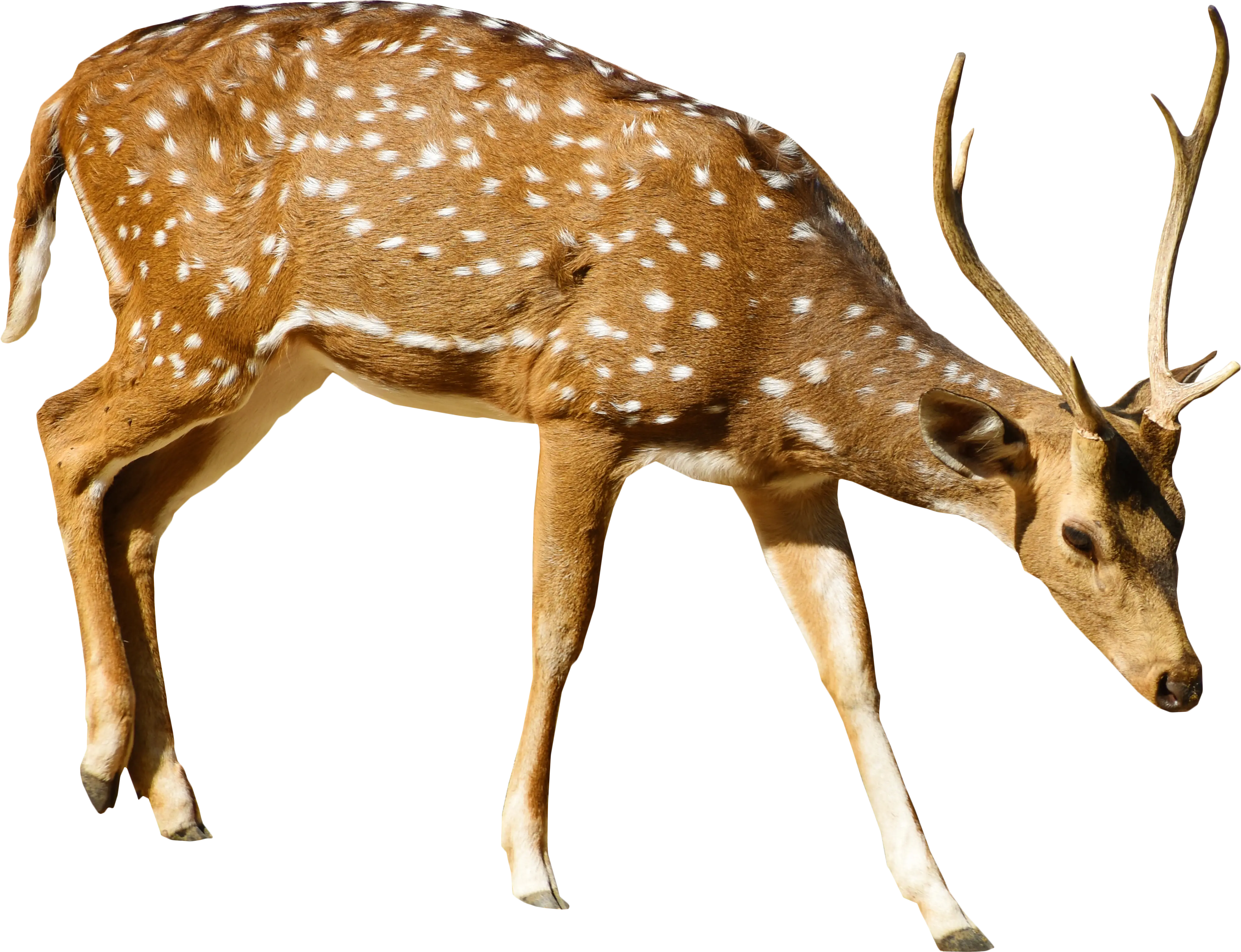 Spotted Deer with Antlers