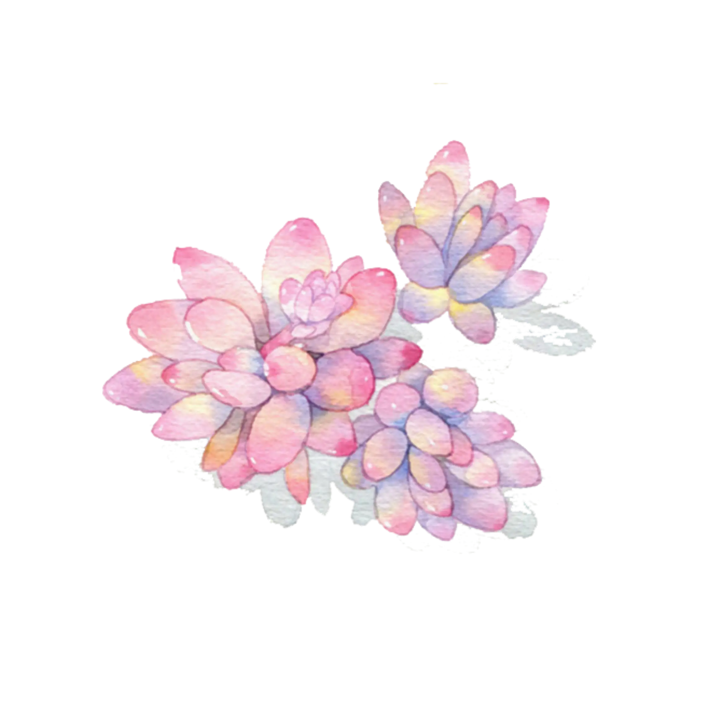 Watercolor Succulent Flowers
