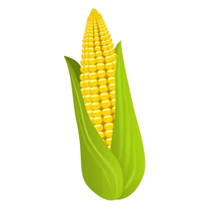 Bright Corn Cob Illustration