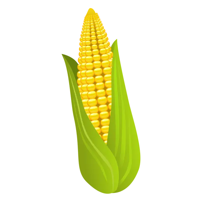 Bright Corn Cob Illustration