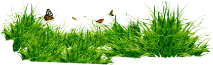 Butterflies Flying Over Lush Green Grass