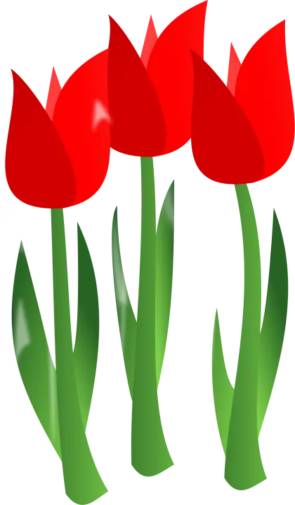 Beautiful Red Tulips Illustration