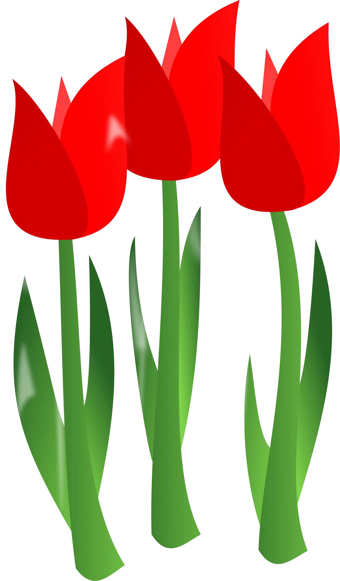 Beautiful Red Tulips Illustration