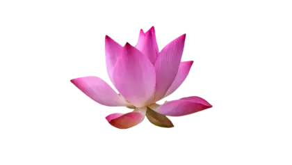 Pink Lotus Flower Illustration