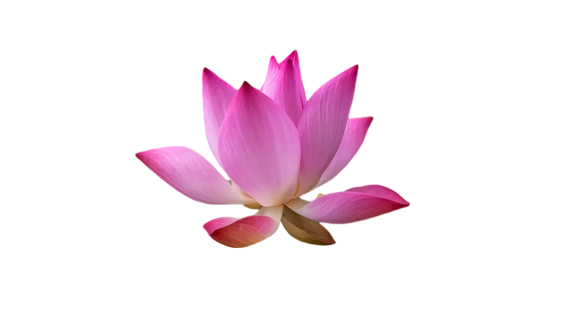 Pink Lotus Flower Illustration