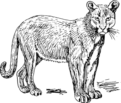 Mountain Lion Sketched Illustration