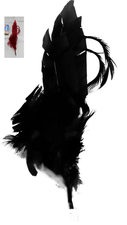 Black Feather with Plume and Dark Appearance