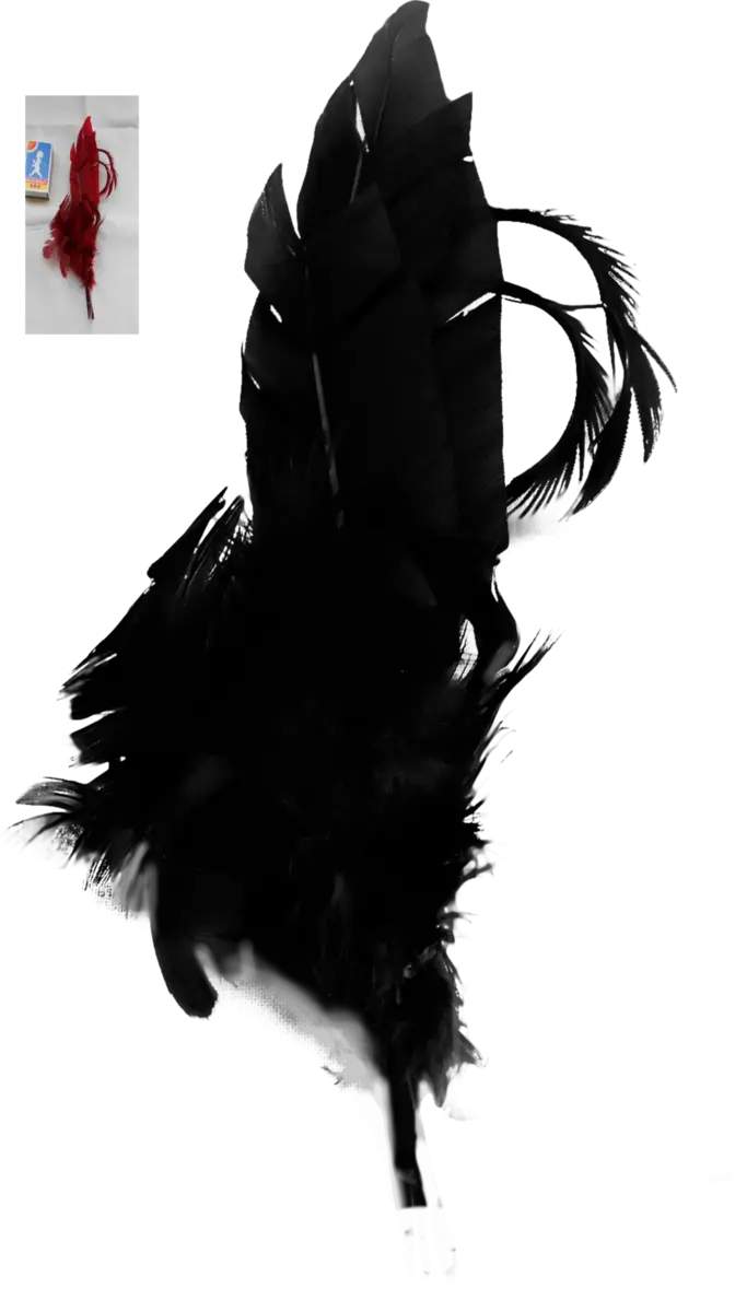 Black Feather with Plume and Dark Appearance