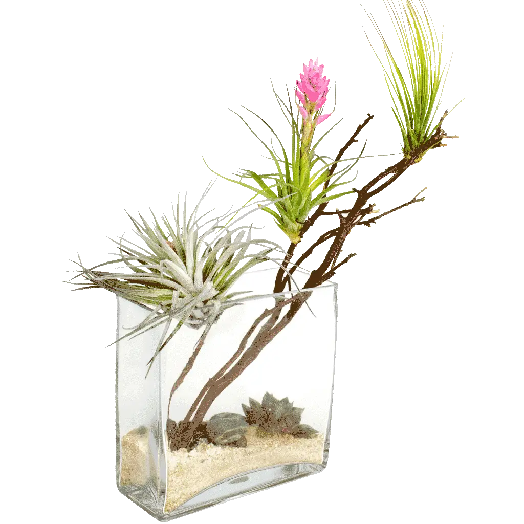 Decorative Plant in Glass Vase