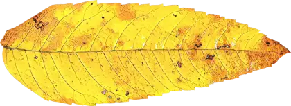 Yellow Autumn Leaf