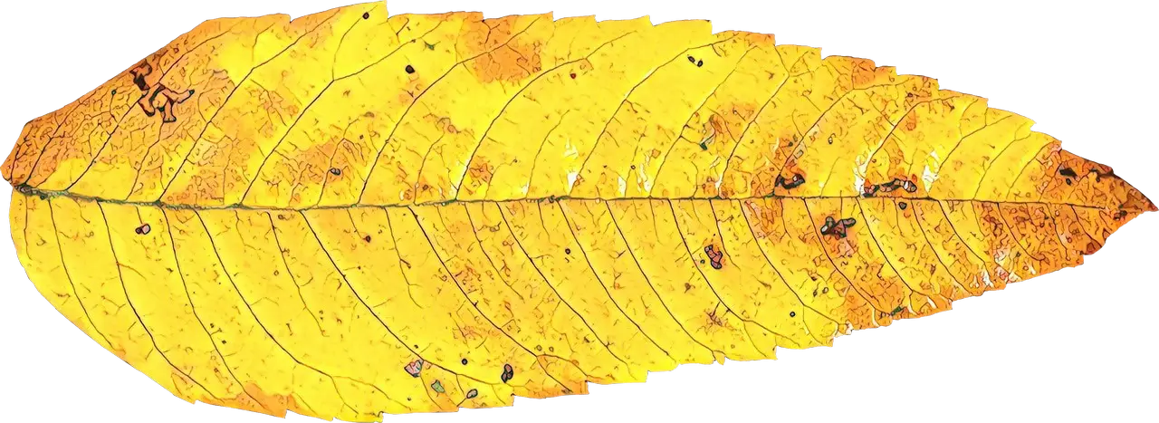 Yellow Autumn Leaf