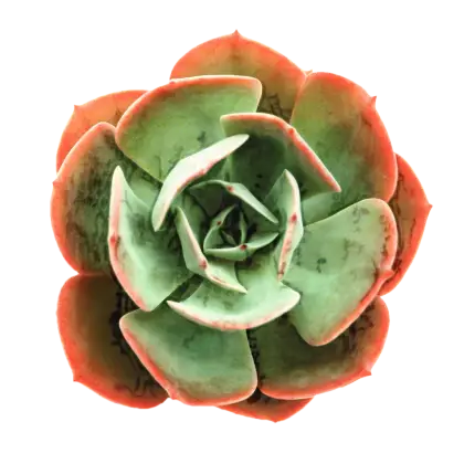 Succulent Plant Close-Up Illustration