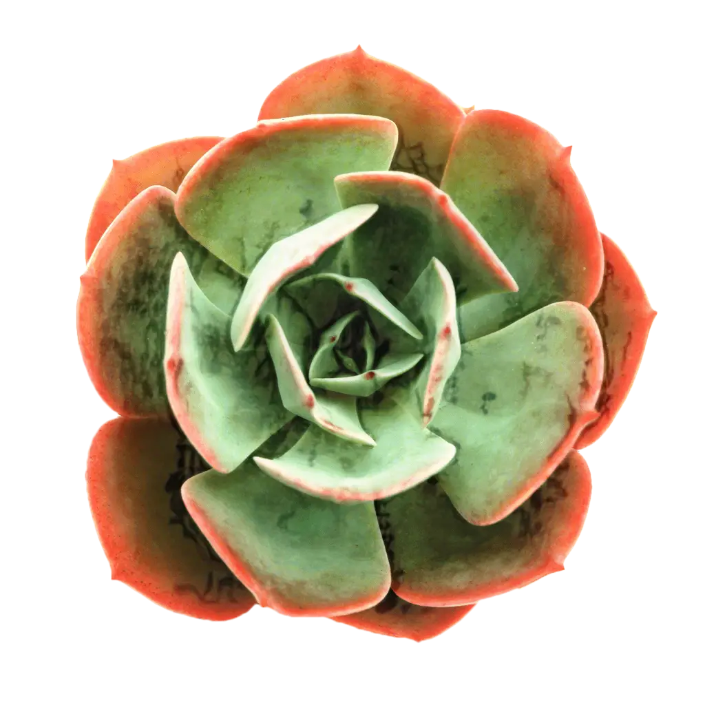 Succulent Plant Close-Up Illustration