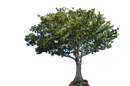 Broad-Spreading Tree with Elegant Canopy