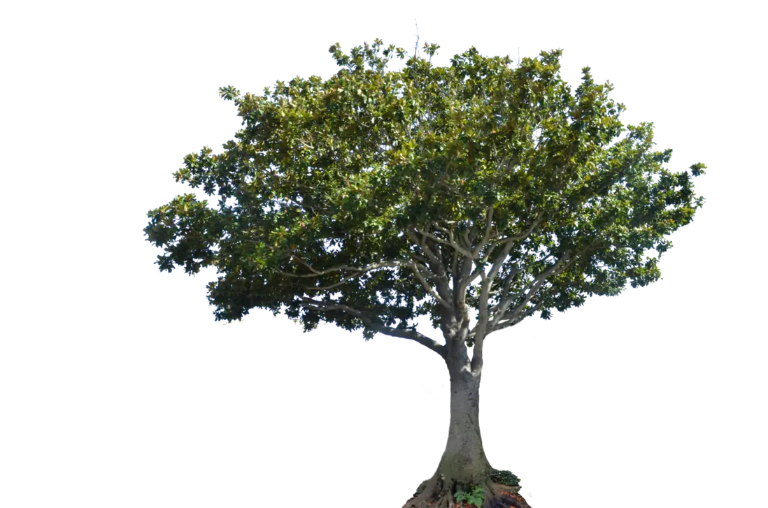 Broad-Spreading Tree with Elegant Canopy