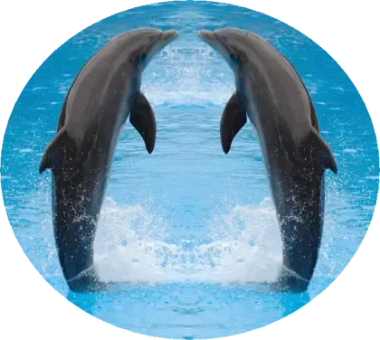Playful Dolphins Jumping in Water