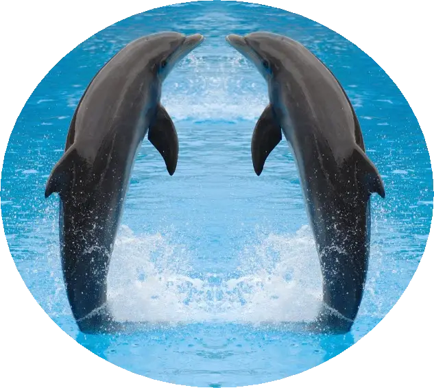 Playful Dolphins Jumping in Water