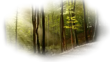Peaceful Forest with Sunlight Streaming