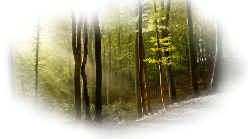 Peaceful Forest with Sunlight Streaming