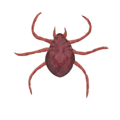 Brown Tick Illustration
