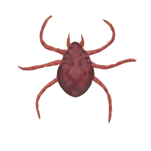 Brown Tick Illustration