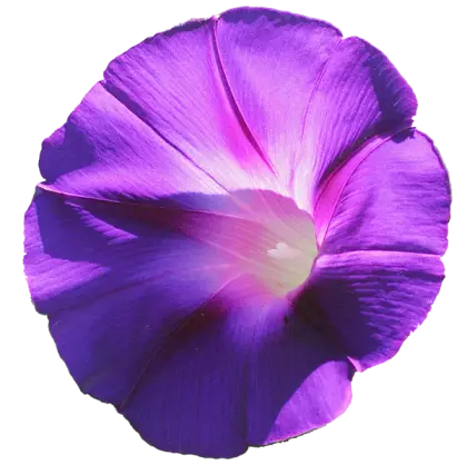 Purple Morning Glory Flower Close-Up