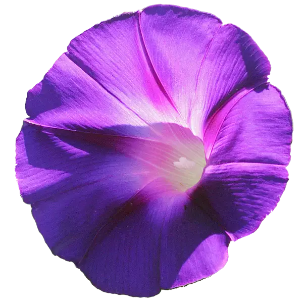 Purple Morning Glory Flower Close-Up