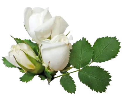 White Roses with Green Leaves