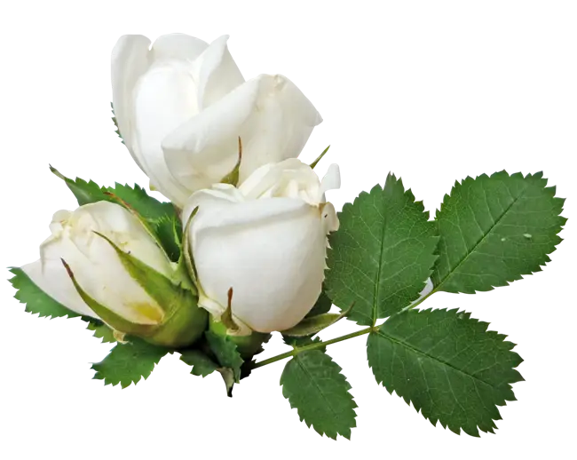 White Roses with Green Leaves