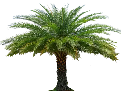 Beautiful Palm Tree with Green Leaves