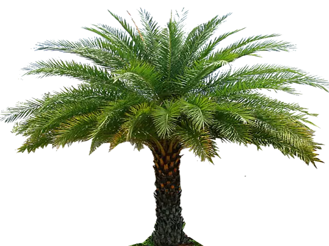 Beautiful Palm Tree with Green Leaves