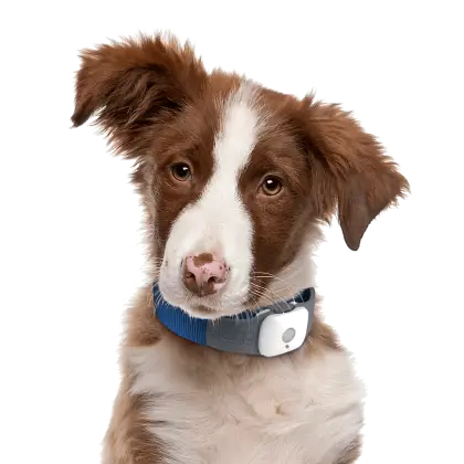 Cute Dog with Collar