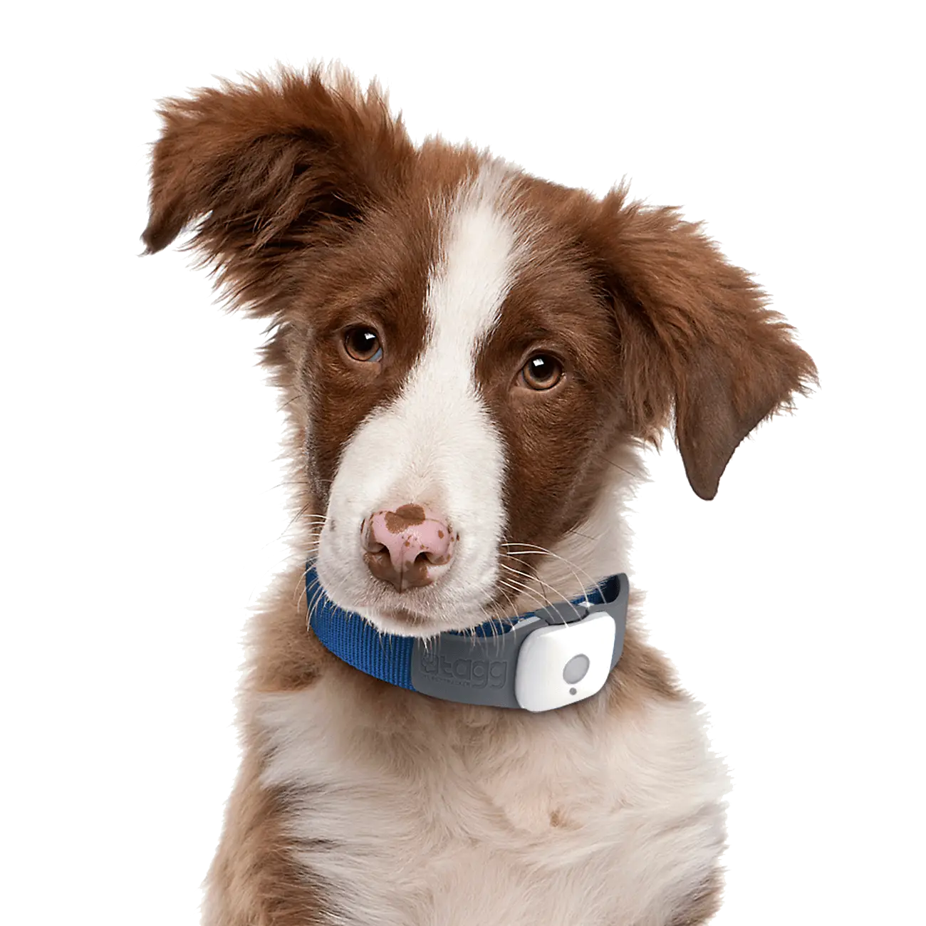 Cute Dog with Collar