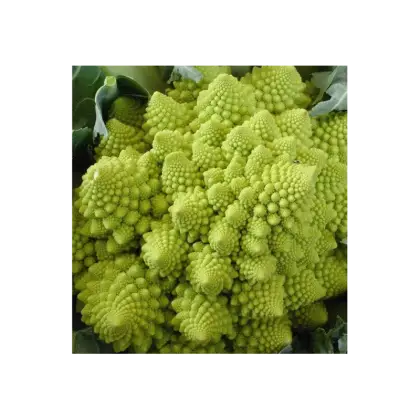 Green Romanesco Vegetable