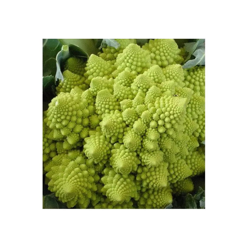 Green Romanesco Vegetable