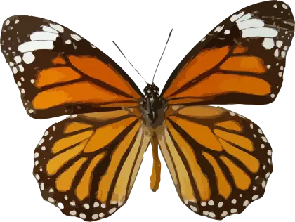 Orange Monarch Butterfly with Detailed Wings
