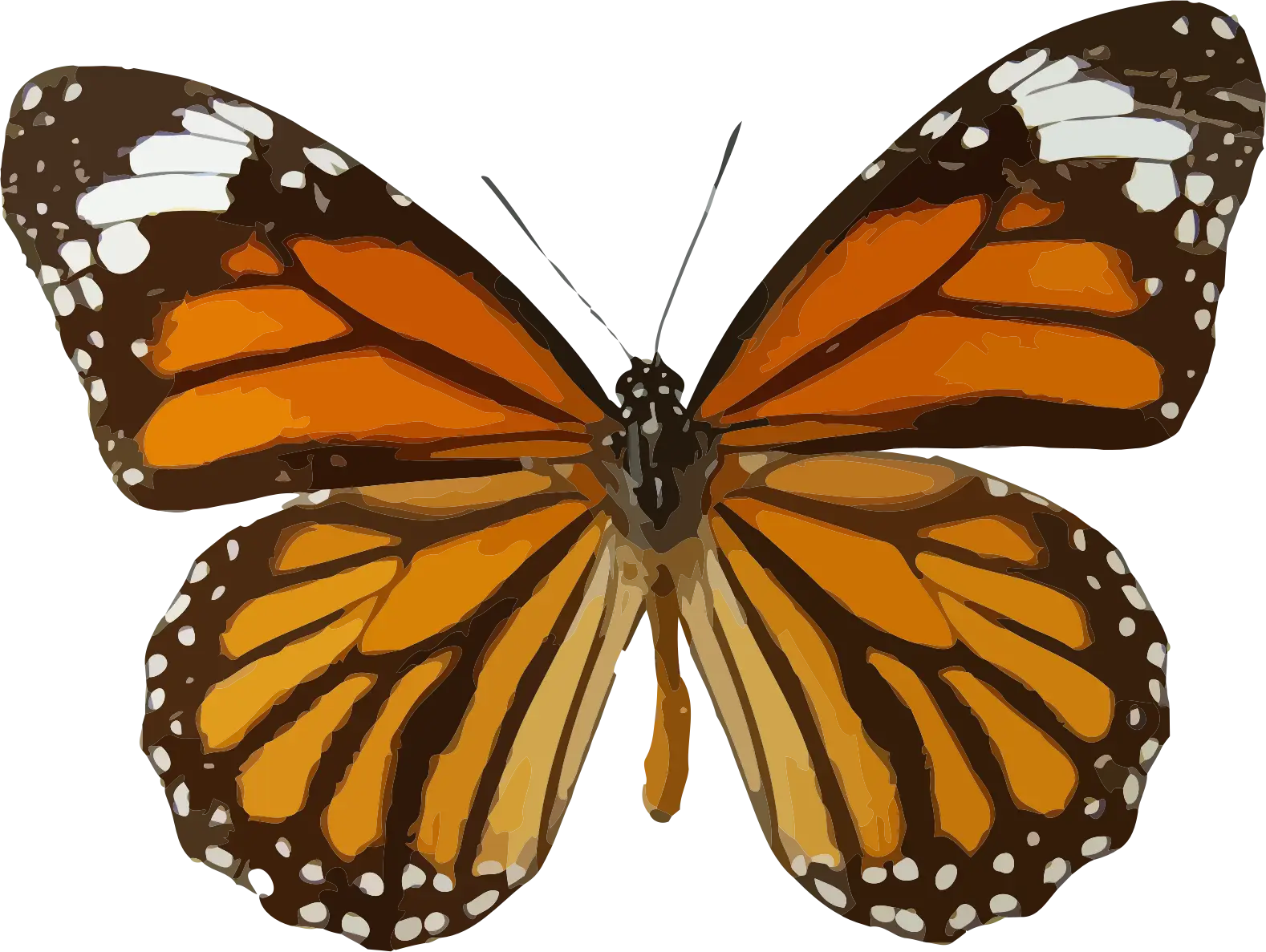 Orange Monarch Butterfly with Detailed Wings