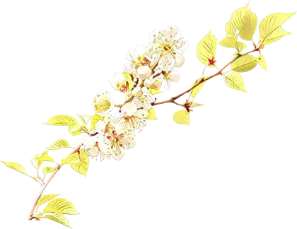 Delicate White Flowering Branch Illustration