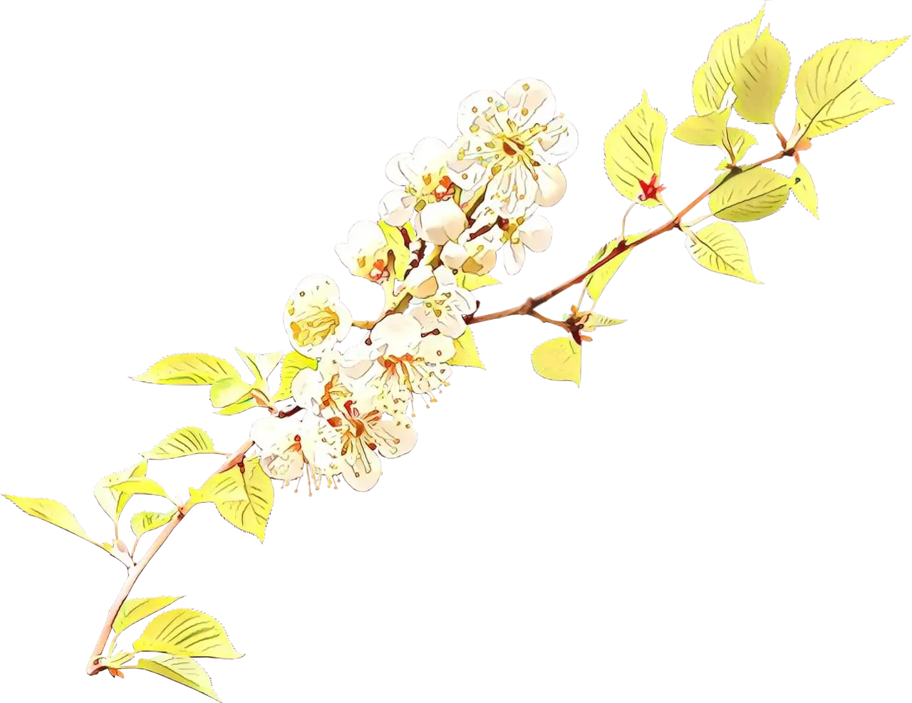 Delicate White Flowering Branch Illustration