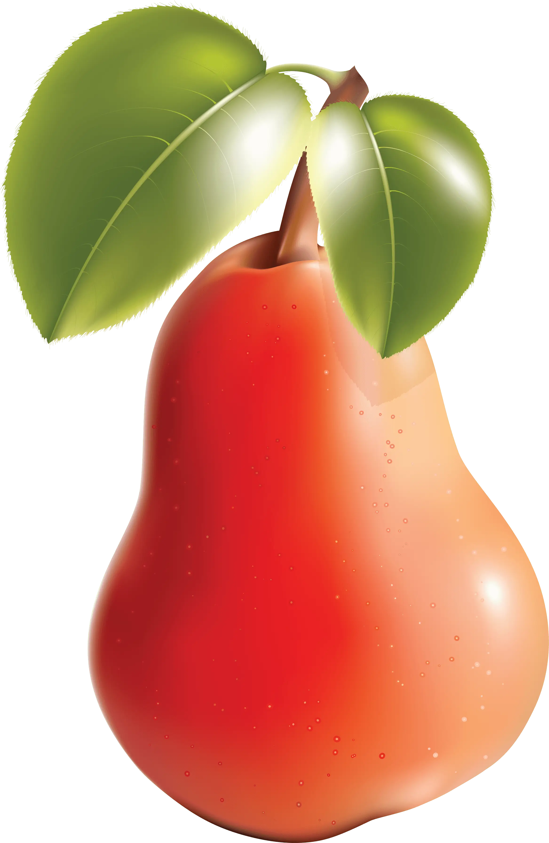 Fresh Red Pear Illustration