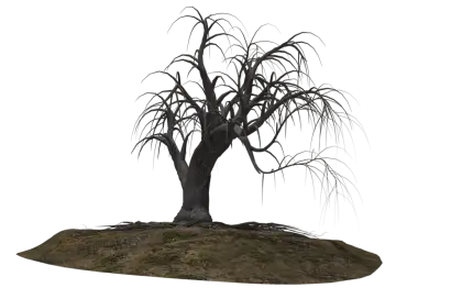 Barren Dead Tree on Soil