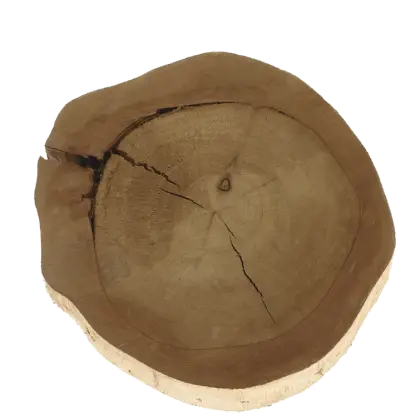 Wooden Tree Cross-Section with Rings