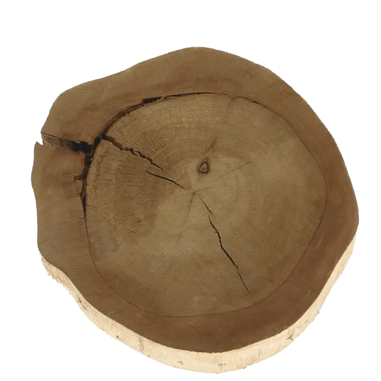 Wooden Tree Cross-Section with Rings