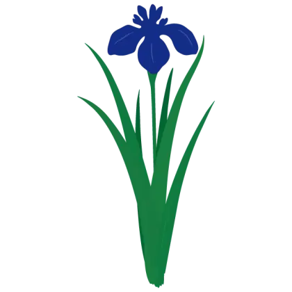 Blue Iris Flower Botanical Illustration