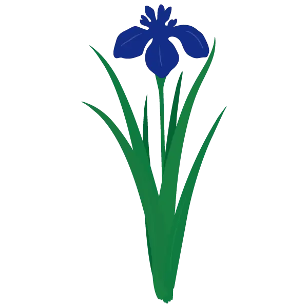 Blue Iris Flower Botanical Illustration