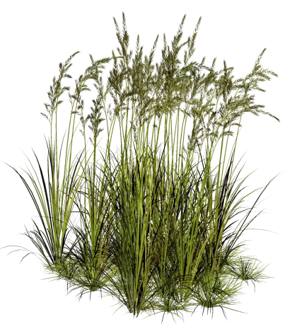 Tall Green Grass with Wild Stalks